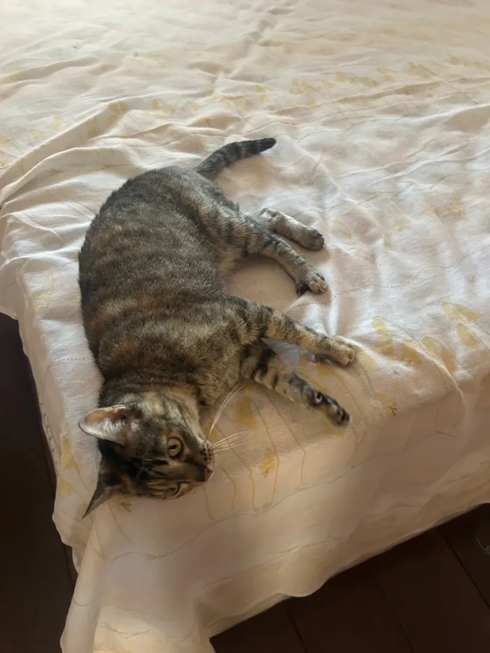 Gato raça SRD-ViraLata idade 5 anos nome Flor