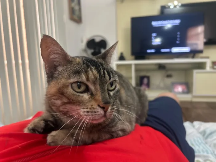 Gato raça SRD-ViraLata idade 5 anos nome Flor
