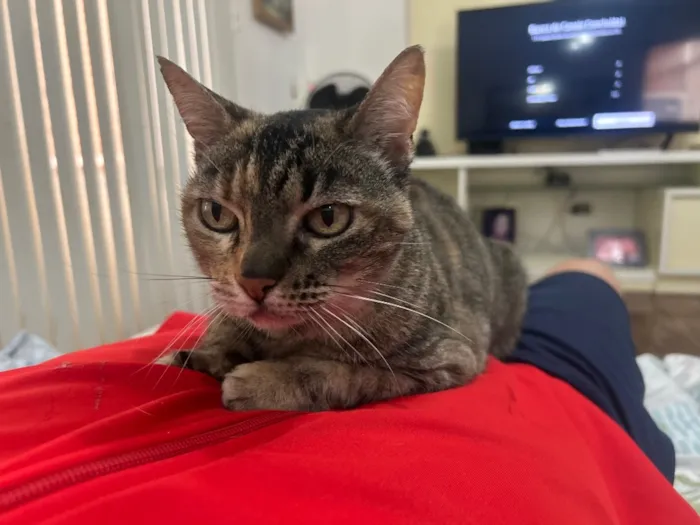 Gato raça SRD-ViraLata idade 5 anos nome Flor