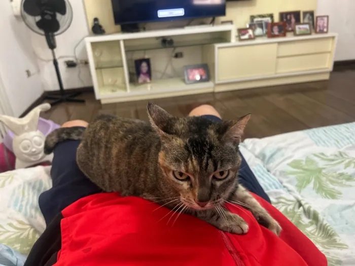 Gato raça SRD-ViraLata idade 5 anos nome Flor