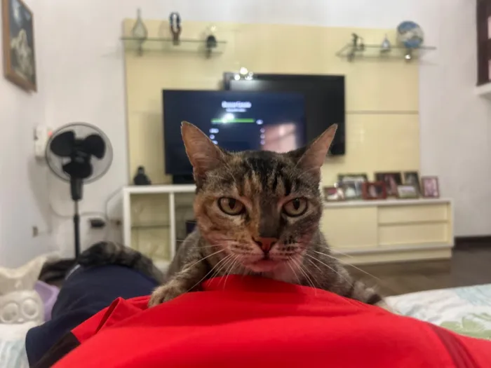 Gato raça SRD-ViraLata idade 5 anos nome Flor