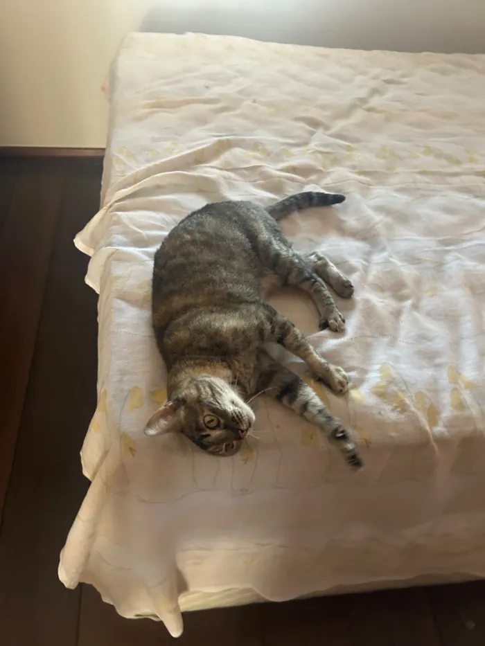 Gato raça SRD-ViraLata idade 5 anos nome Flor