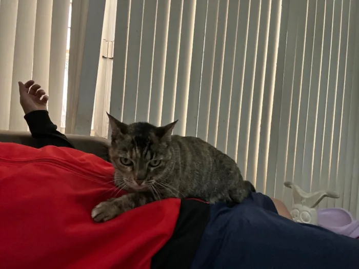 Gato raça SRD-ViraLata idade 5 anos nome Flor