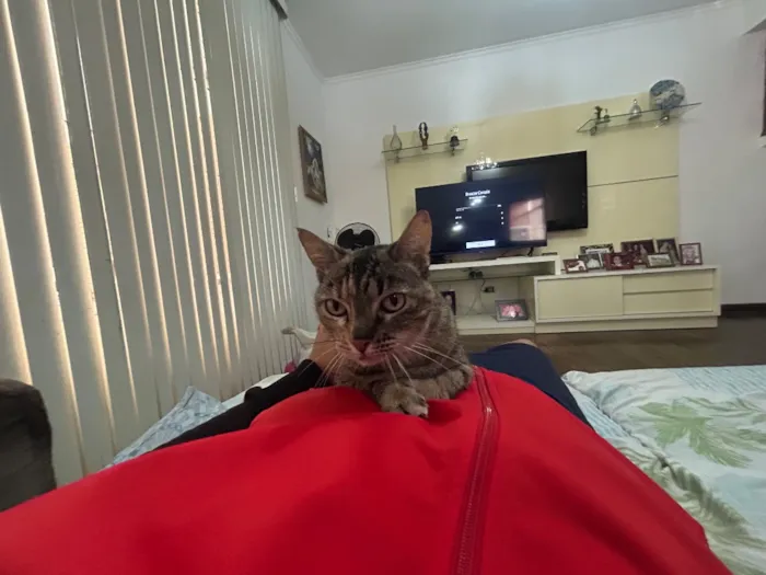 Gato raça SRD-ViraLata idade 5 anos nome Flor