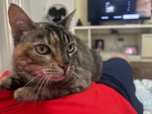 Gato raça SRD-ViraLata idade 5 anos nome Flor