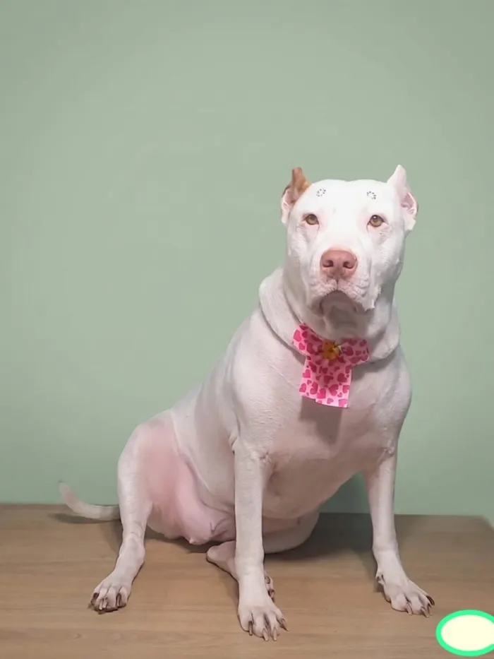 Cachorro raça SRD-ViraLata idade 3 anos nome Pandora