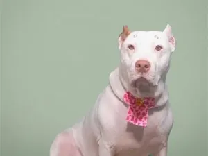 Cachorro raça SRD-ViraLata idade 3 anos nome Pandora