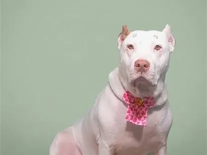 Cachorro raça SRD-ViraLata idade 3 anos nome Pandora