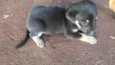 cachorro