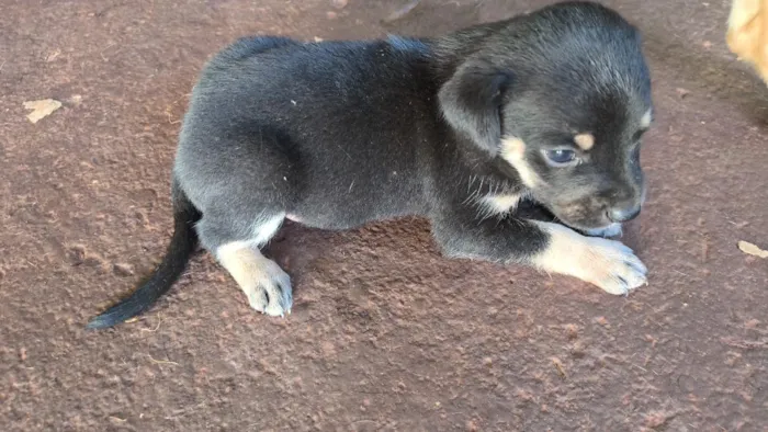 Cachorro raça SRD-ViraLata idade Abaixo de 2 meses nome cachorro