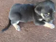 cachorro