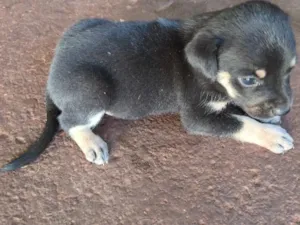 Cachorro raça SRD-ViraLata idade Abaixo de 2 meses nome cachorro