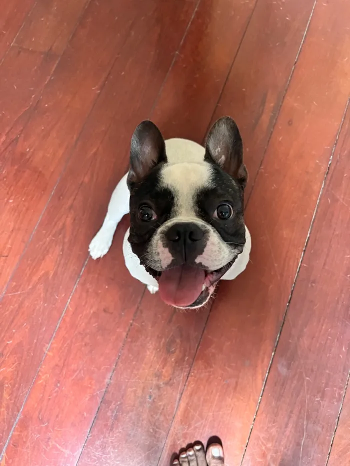 Cachorro raça SRD-ViraLata idade 3 anos nome ARNOLD 