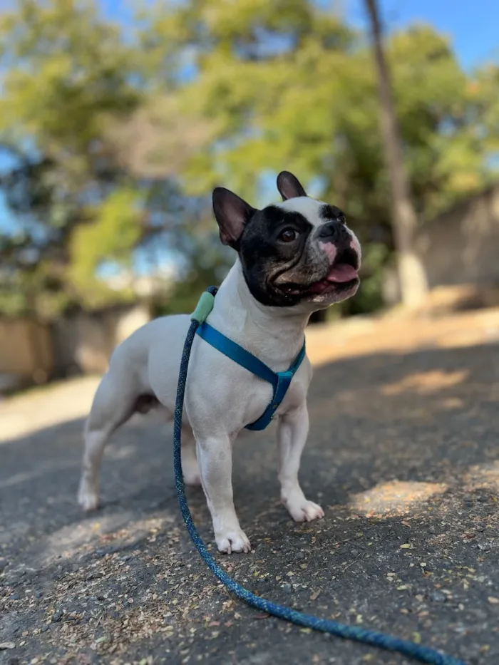Cachorro raça SRD-ViraLata idade 3 anos nome ARNOLD 