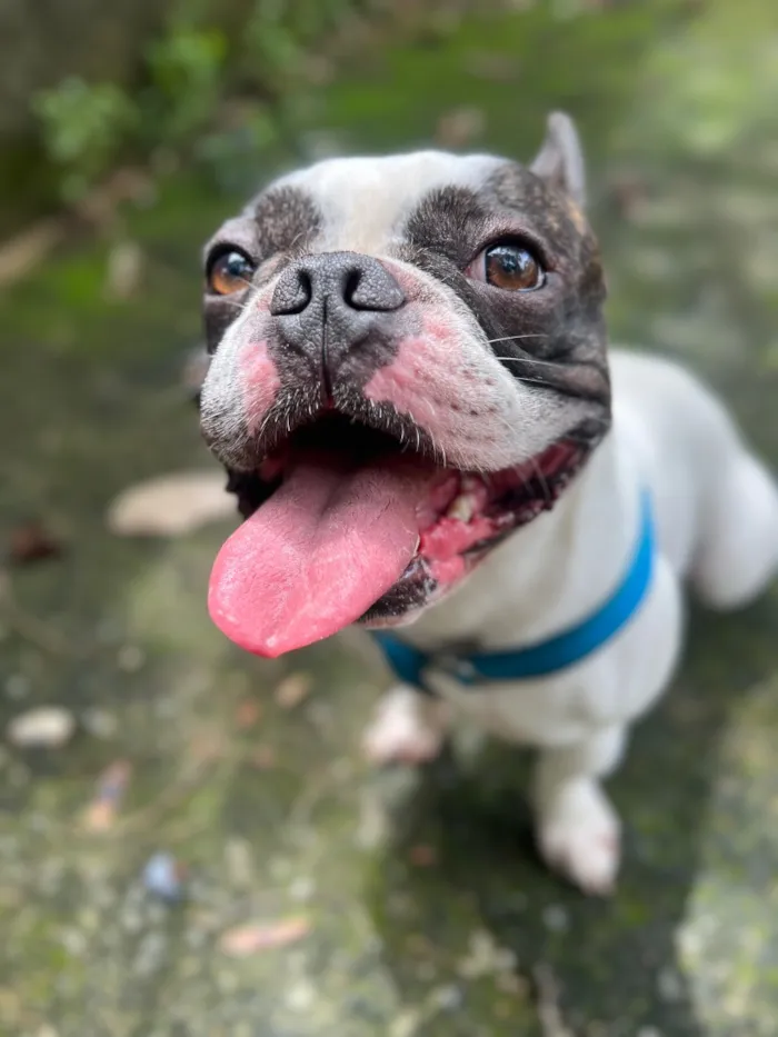 Cachorro raça SRD-ViraLata idade 3 anos nome ARNOLD 