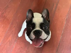 Cachorro raça SRD-ViraLata idade 3 anos nome ARNOLD 
