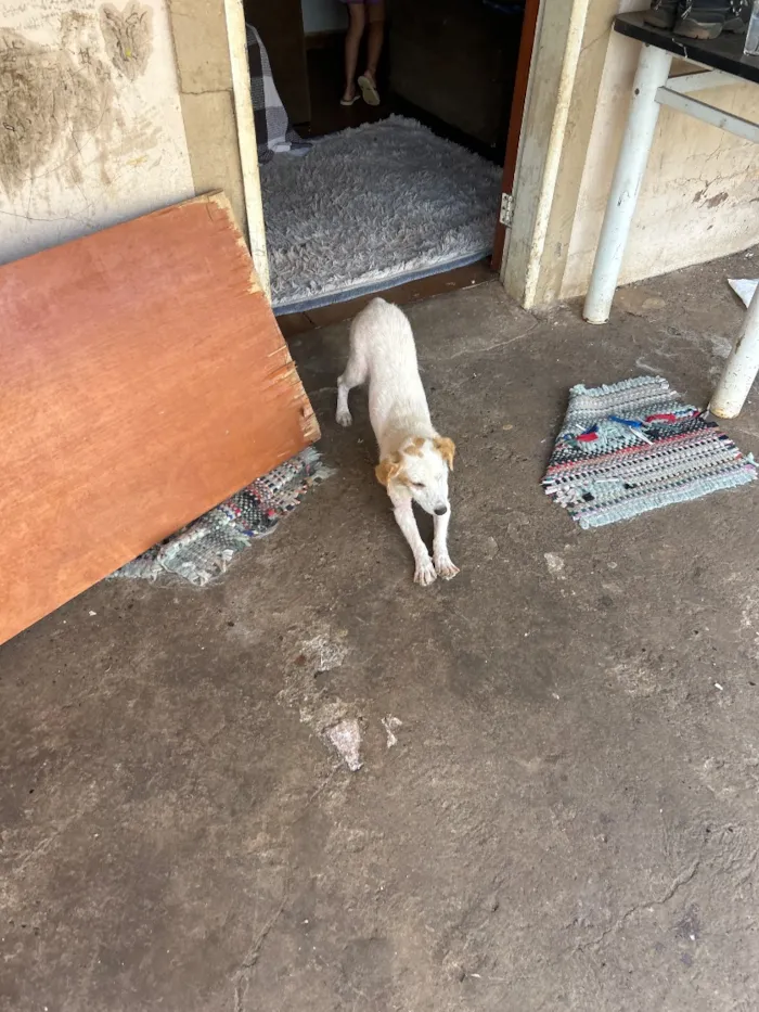 Cachorro raça SRD-ViraLata idade 7 a 11 meses nome Belinha
