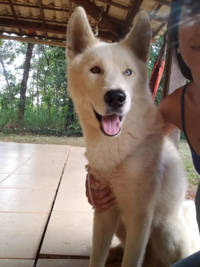 Cachorro raça SRD-ViraLata idade 2 anos nome Azure