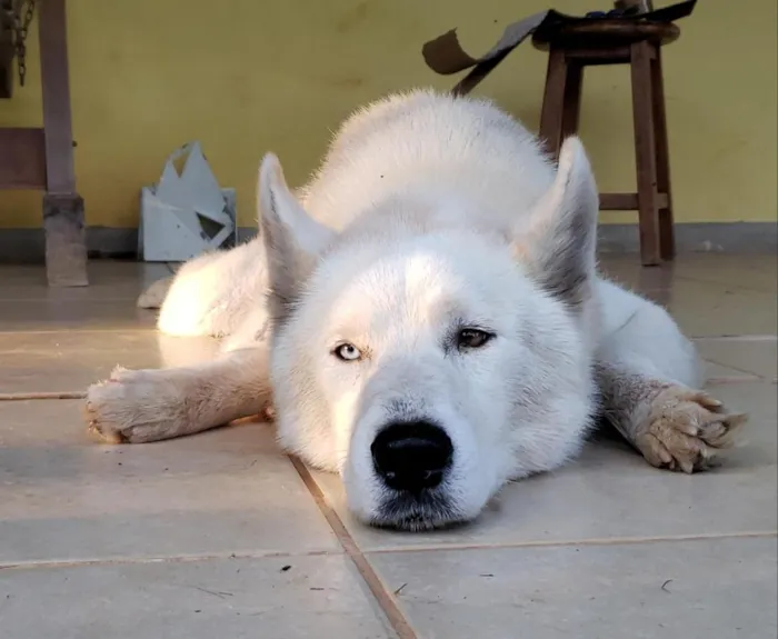 Cachorro raça SRD-ViraLata idade 2 anos nome Azure