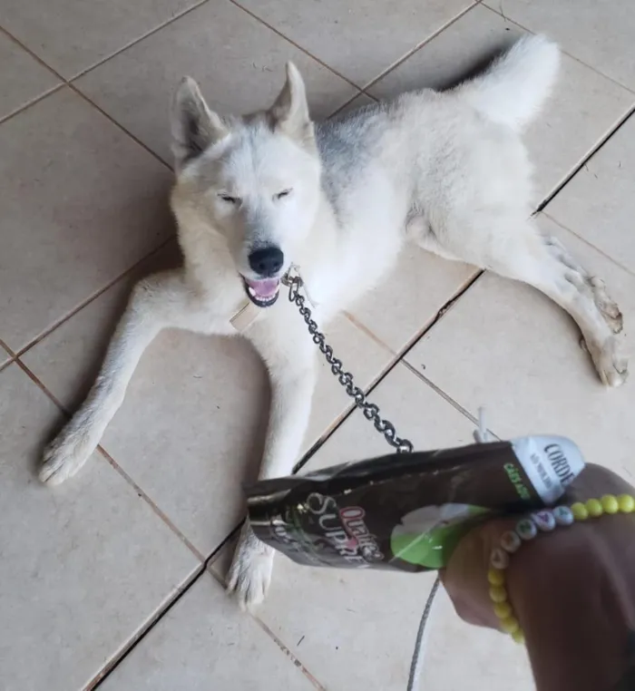 Cachorro raça SRD-ViraLata idade 2 anos nome Azure