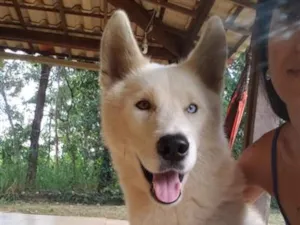 Cachorro raça SRD-ViraLata idade 2 anos nome Azure