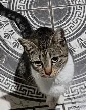 Gato raça SRD-ViraLata idade 7 a 11 meses nome AFRODITE