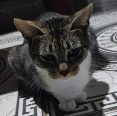 Gato raça SRD-ViraLata idade 7 a 11 meses nome AFRODITE