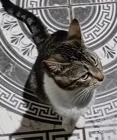 Gato raça SRD-ViraLata idade 7 a 11 meses nome AFRODITE