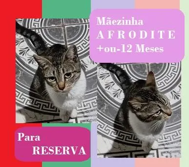 Gato raça SRD-ViraLata idade 7 a 11 meses nome AFRODITE
