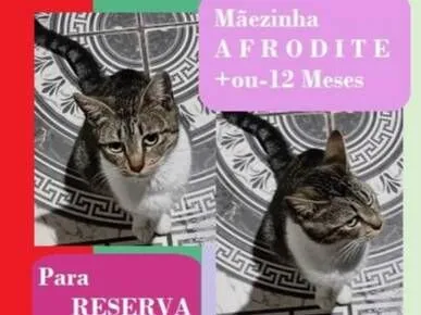 Gato raça SRD-ViraLata idade 7 a 11 meses nome AFRODITE