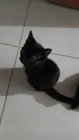 Gatos Pretinhos