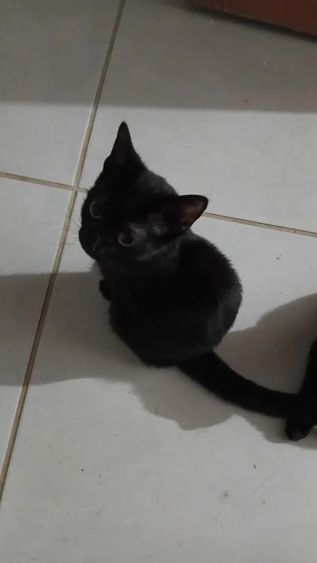 Gato raça SRD-ViraLata idade Abaixo de 2 meses nome Gatos Pretinhos