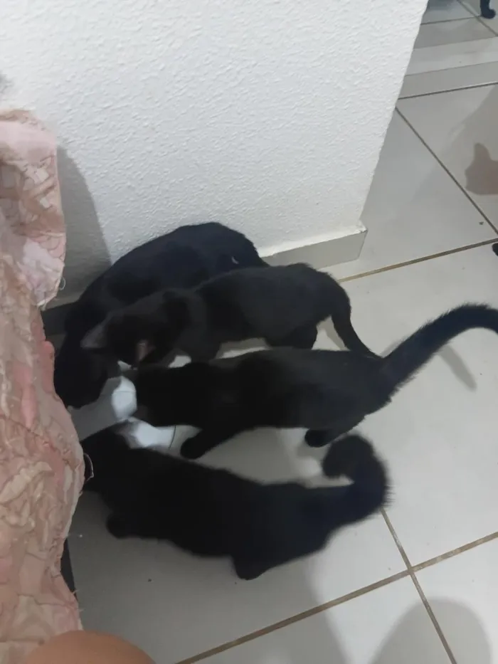 Gato raça SRD-ViraLata idade Abaixo de 2 meses nome Gatos Pretinhos