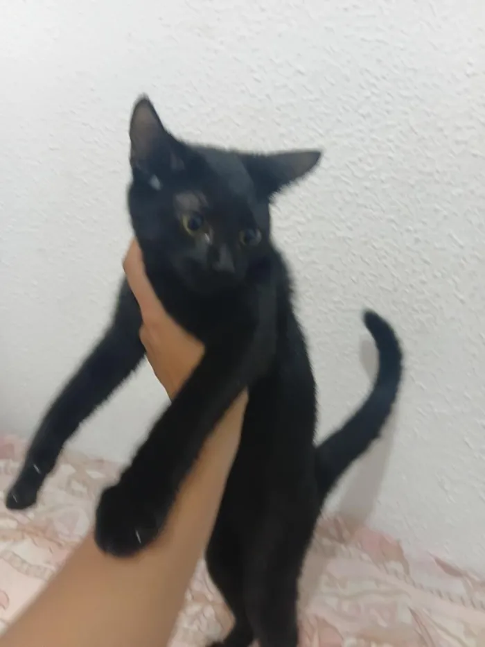 Gato raça SRD-ViraLata idade Abaixo de 2 meses nome Gatos Pretinhos