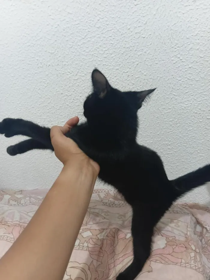 Gato raça SRD-ViraLata idade Abaixo de 2 meses nome Gatos Pretinhos