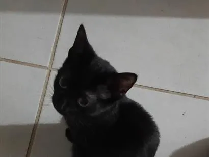 Gato raça SRD-ViraLata idade Abaixo de 2 meses nome Gatos Pretinhos