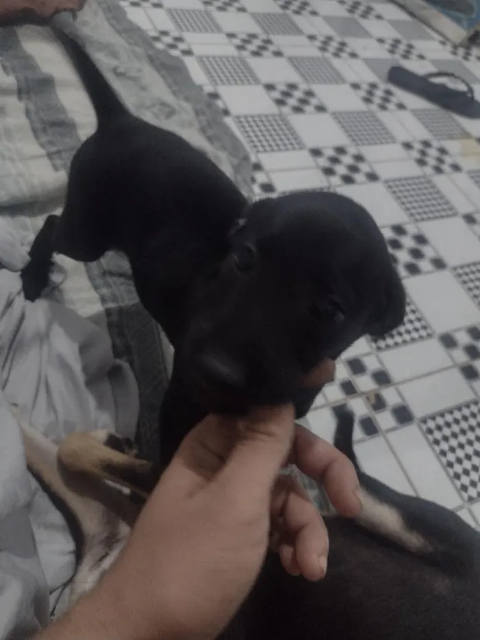Cachorro raça Labrador idade Abaixo de 2 meses nome labrador marcho e filhotes fêmeas 