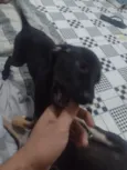 labrador marcho e filhotes fêmeas 