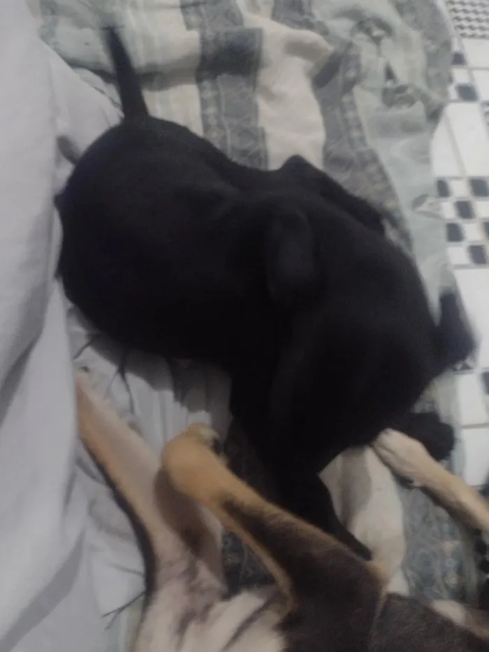 Cachorro raça Labrador idade Abaixo de 2 meses nome labrador marcho e filhotes fêmeas 