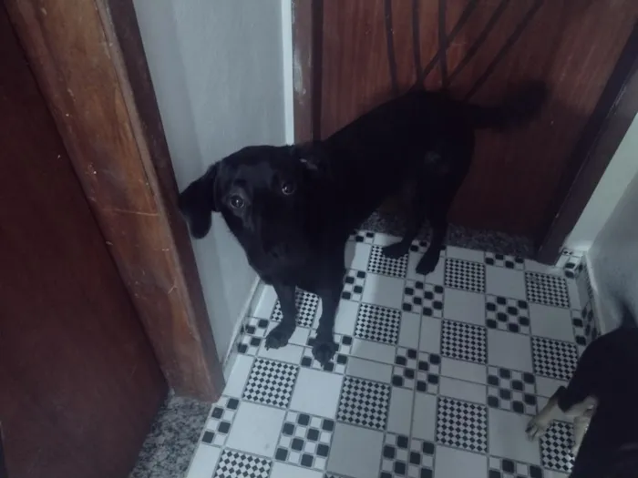 Cachorro raça Labrador idade Abaixo de 2 meses nome labrador marcho e filhotes fêmeas 