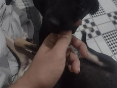 Cachorro raça Labrador idade Abaixo de 2 meses nome labrador marcho e filhotes fêmeas 