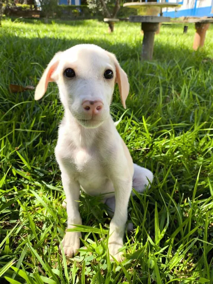 Cachorro raça SRD-ViraLata idade Abaixo de 2 meses nome Snow