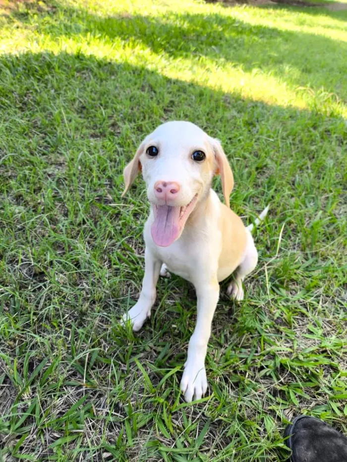 Cachorro raça SRD-ViraLata idade Abaixo de 2 meses nome Snow