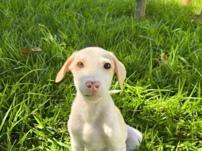 Cachorro raça SRD-ViraLata idade Abaixo de 2 meses nome Snow