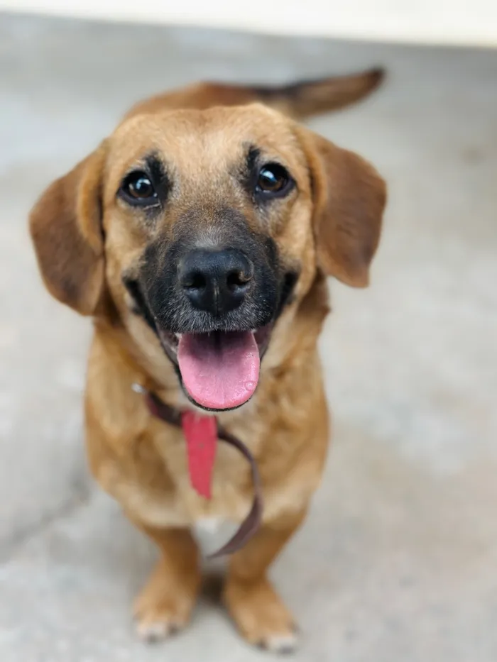 Cachorro raça SRD-ViraLata idade 2 a 6 meses nome Nala