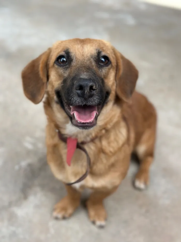 Cachorro raça SRD-ViraLata idade 2 a 6 meses nome Nala