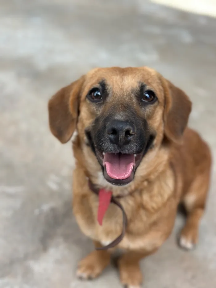 Cachorro raça SRD-ViraLata idade 2 a 6 meses nome Nala