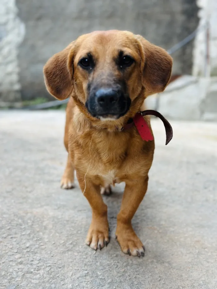 Cachorro raça SRD-ViraLata idade 2 a 6 meses nome Nala