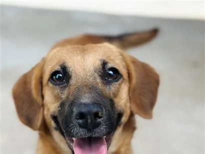 Cachorro raça SRD-ViraLata idade 2 a 6 meses nome Nala