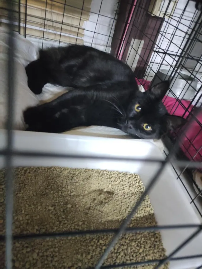 Gato raça SRD-ViraLata idade 2 a 6 meses nome Vampirinho